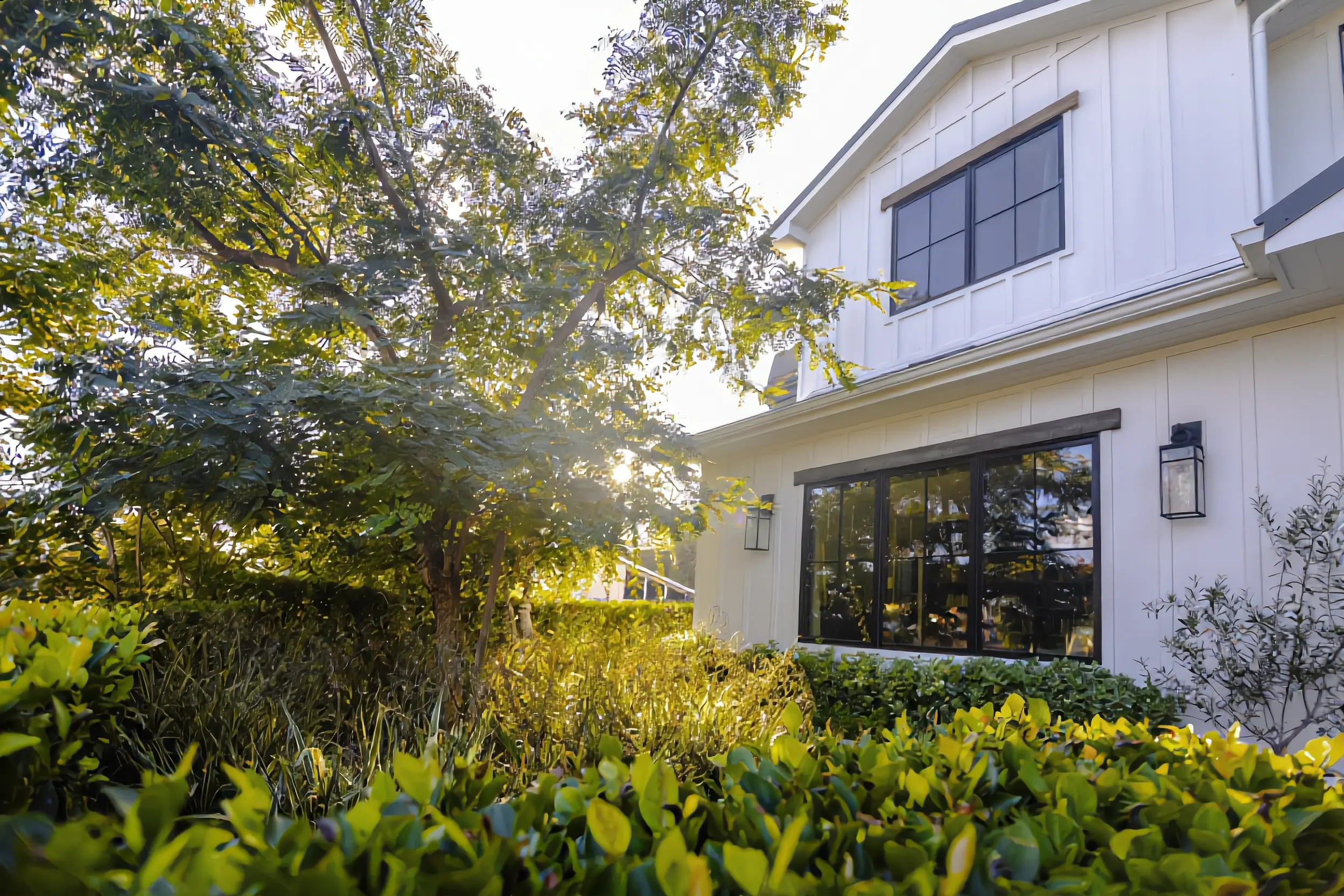 Front yard landscaping with mature trees, layered hedges, and olive trees beside a white farmhouse in Los Angeles