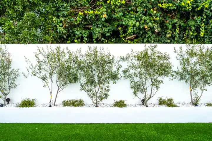 Backyard Beautification