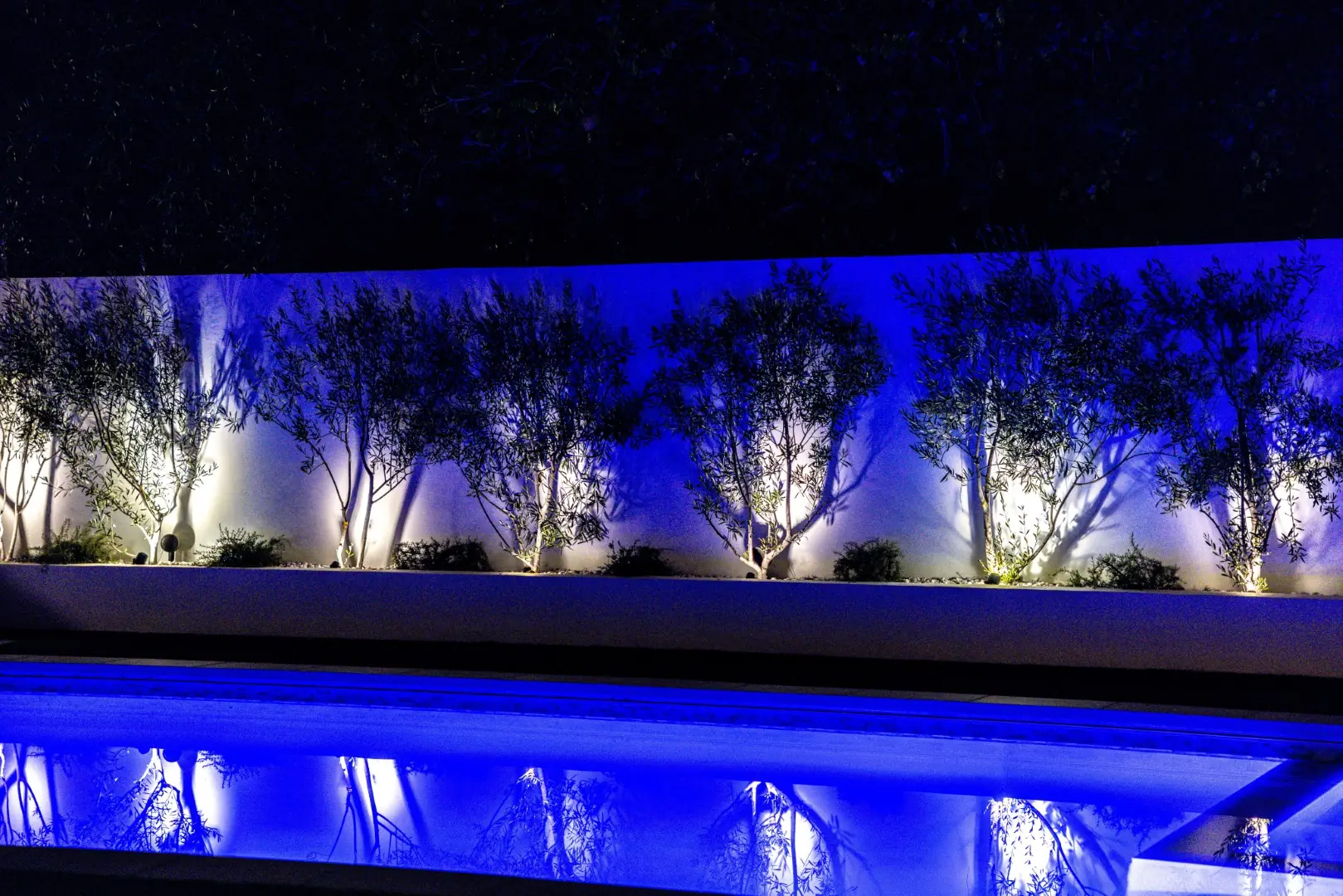 Sheens Project uplit olive trees in a white planter wall reflected in the LED-lit pool at night in Los Angeles