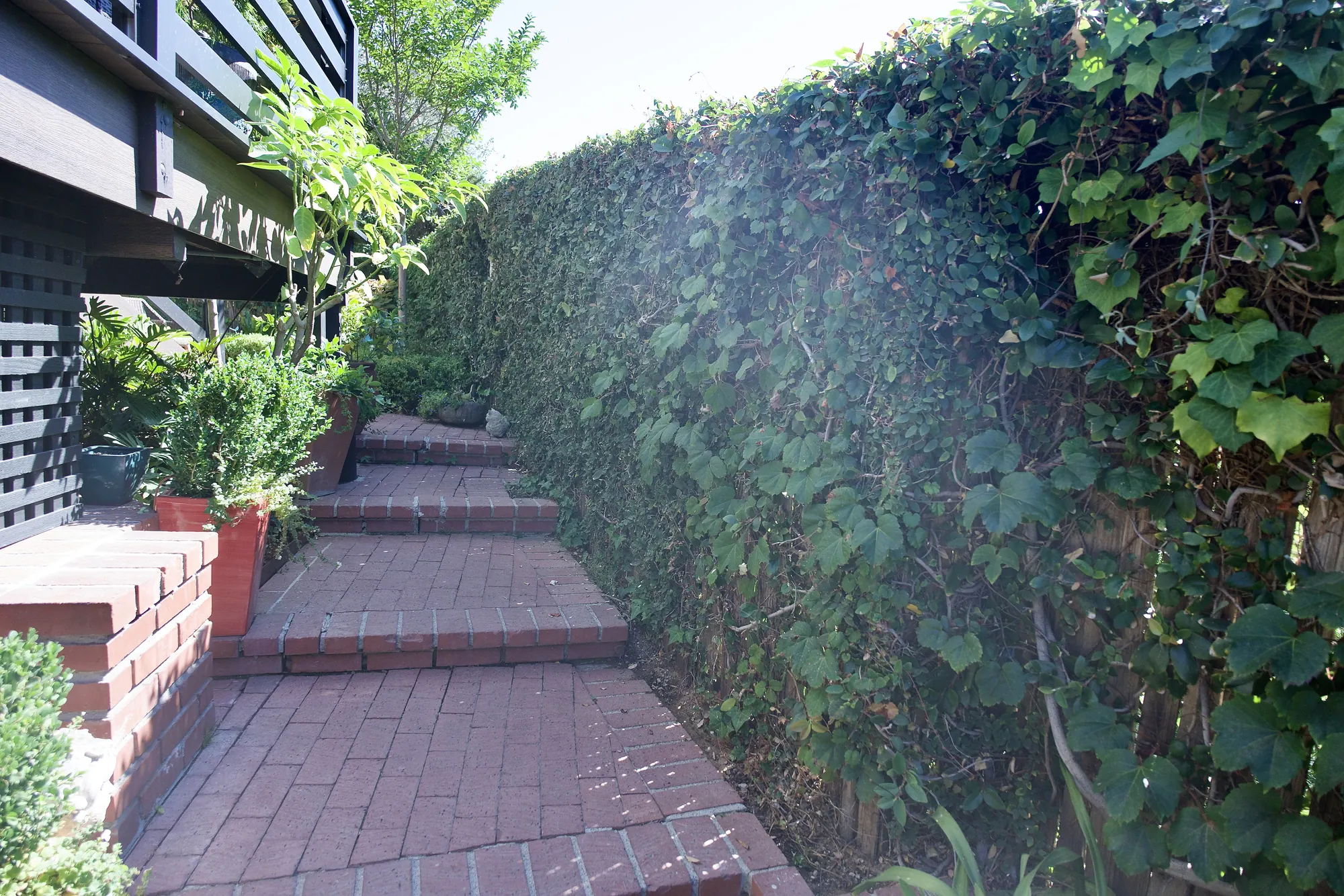 Brick garden steps and an ivy wall beside an elevated deck in Los Angeles