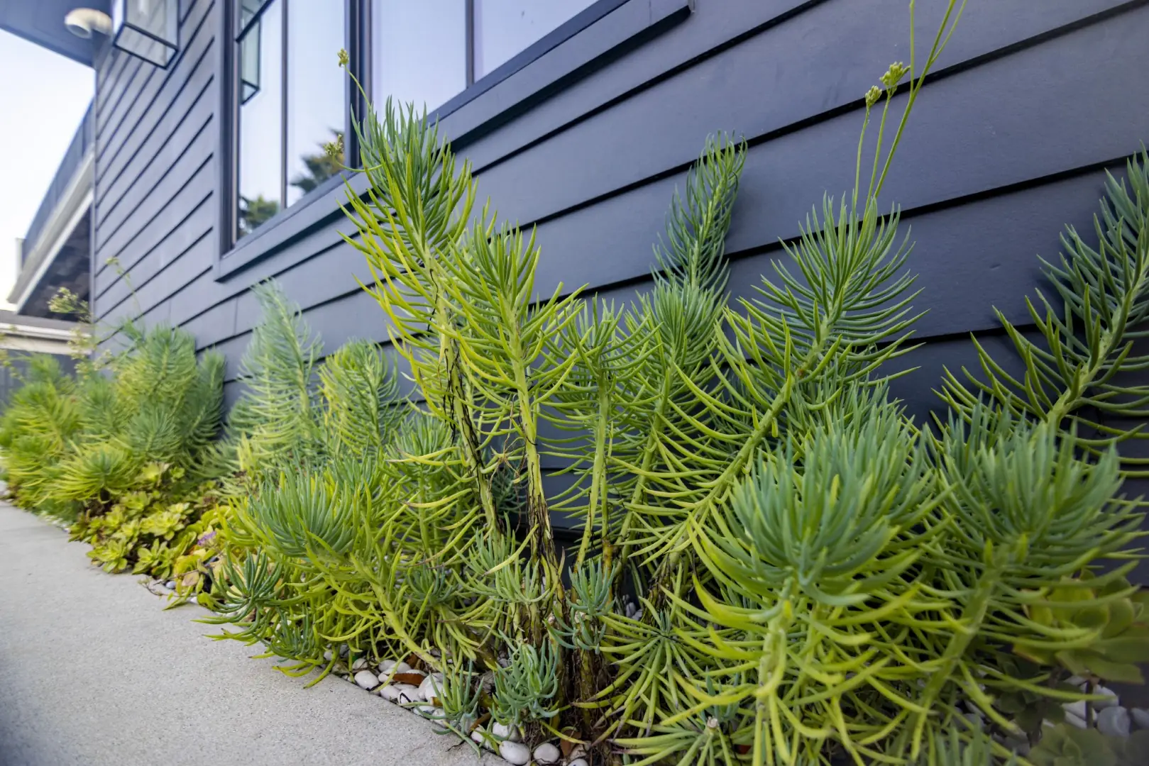 Sheens Project drought-tolerant succulents planted along dark siding in the side yard in Los Angeles
