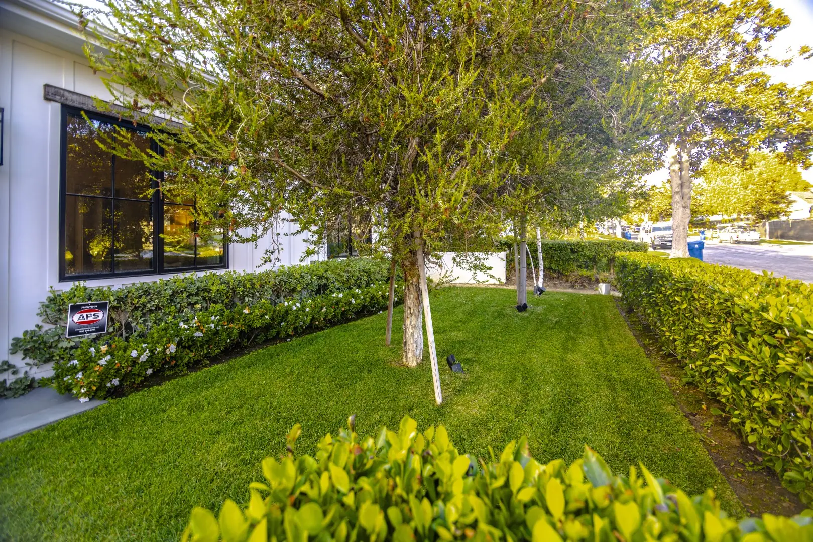 Front yard lawn in Los Angeles framed by trimmed hedges, flowering shrubs, and young shade trees beside a modern farmhouse
