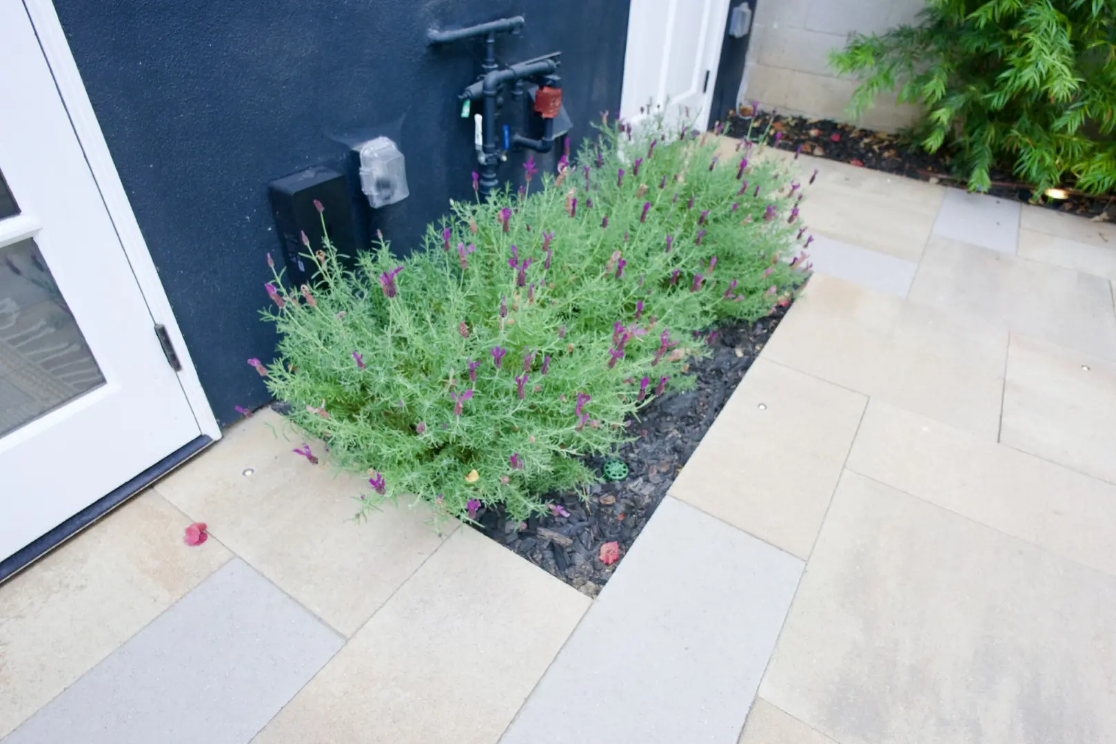 Agnew Project lavender bed beside large-format stone pavers along the navy guest house in Los Angeles