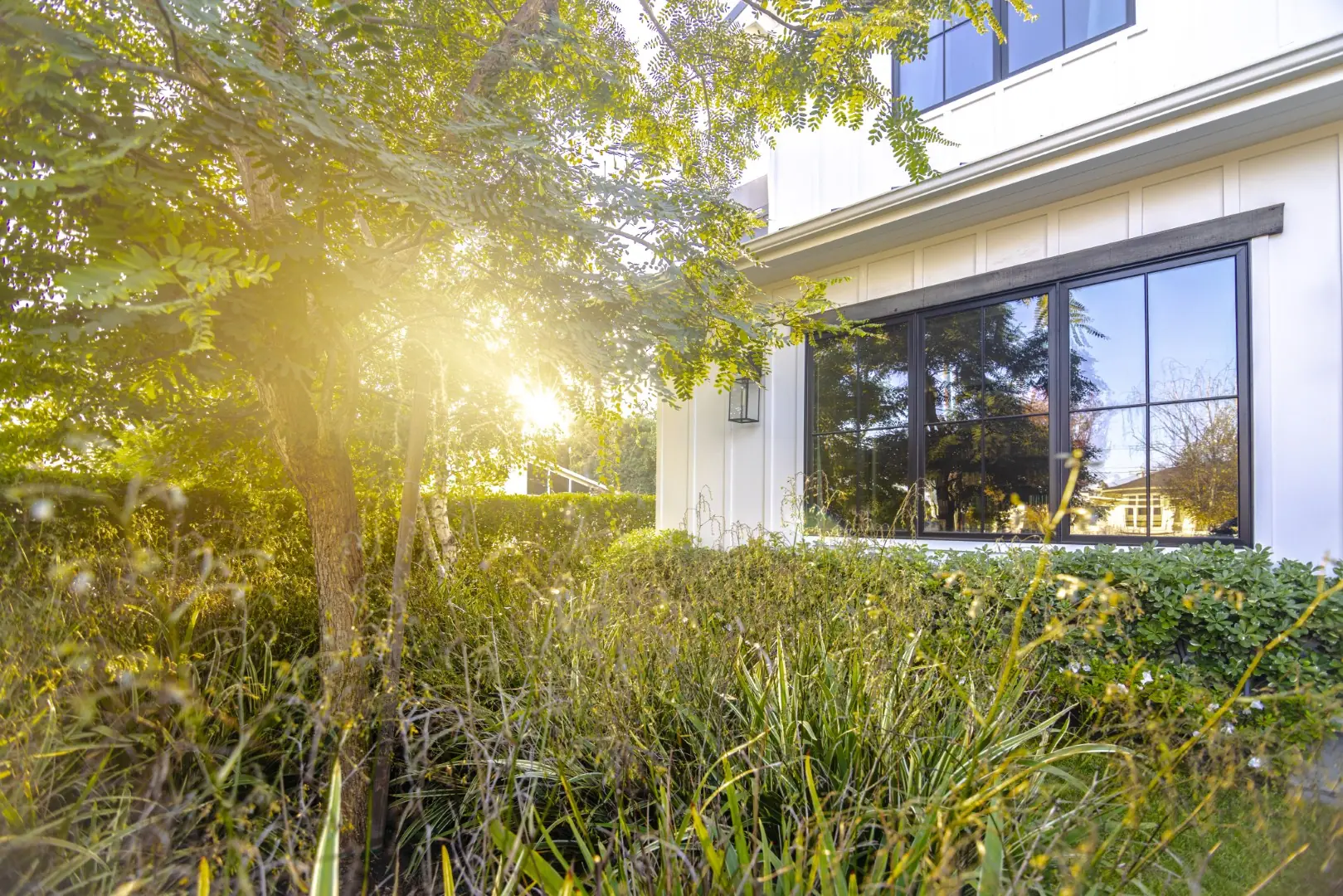 Sheens Project ornamental grasses and shrubs beneath a shade tree at the farmhouse in Los Angeles