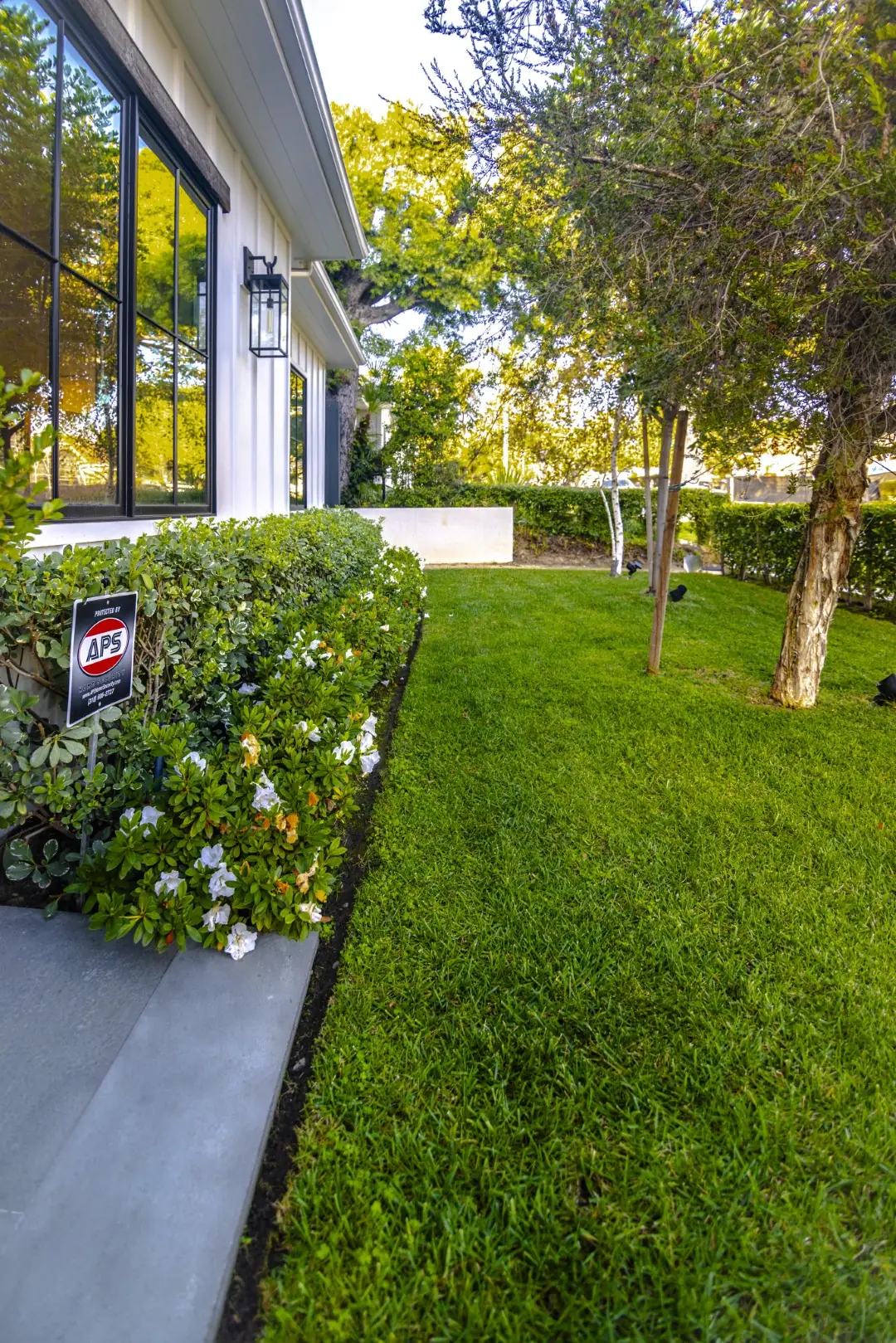 Sheens Project side lawn with a flowering hedge border and young trees in Los Angeles