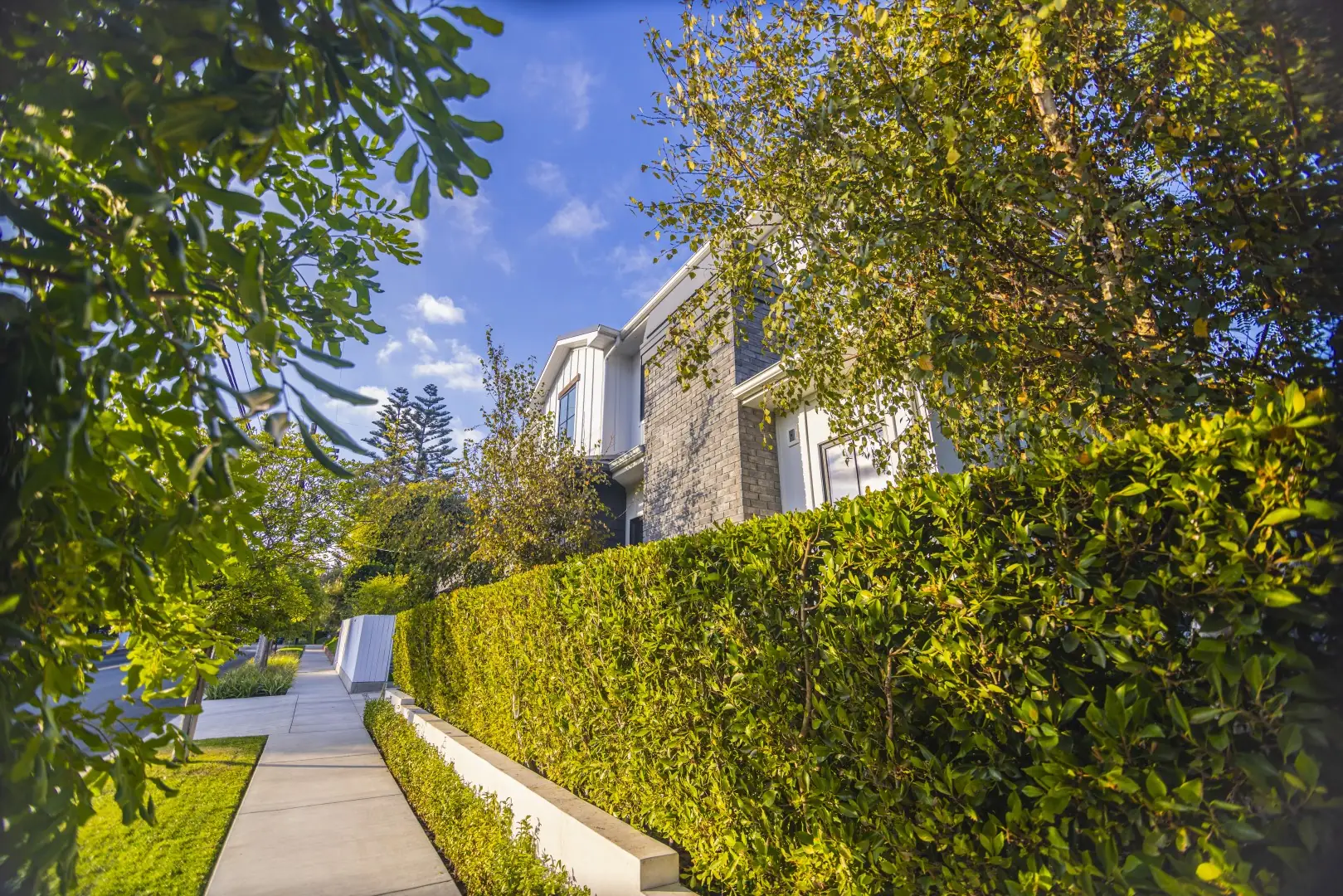 Side yard walkway in Los Angeles lined with a tall privacy hedge and a low concrete planter beside a modern farmhouse