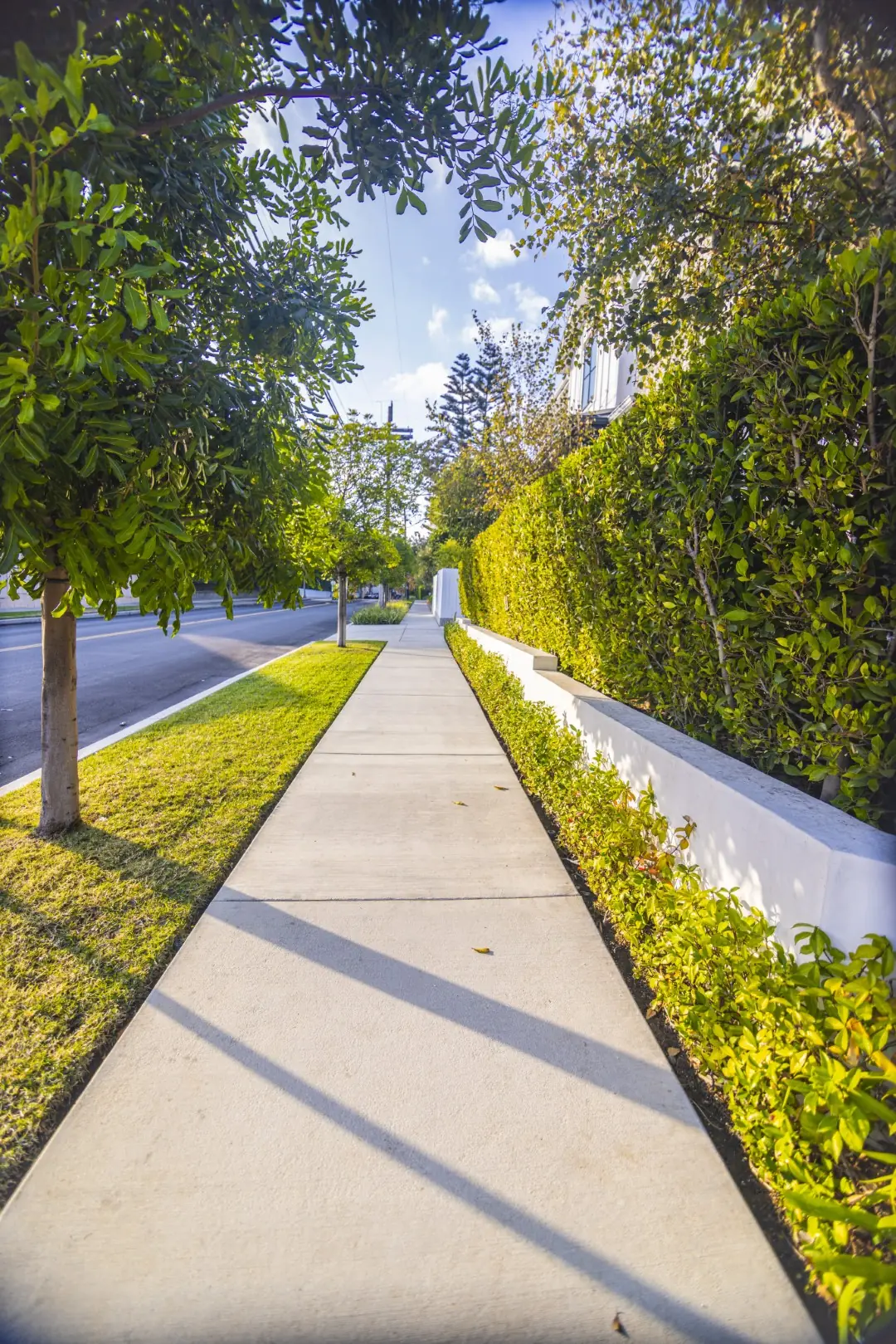 Sheens Project tall privacy hedge and low white planter along the sidewalk in Los Angeles