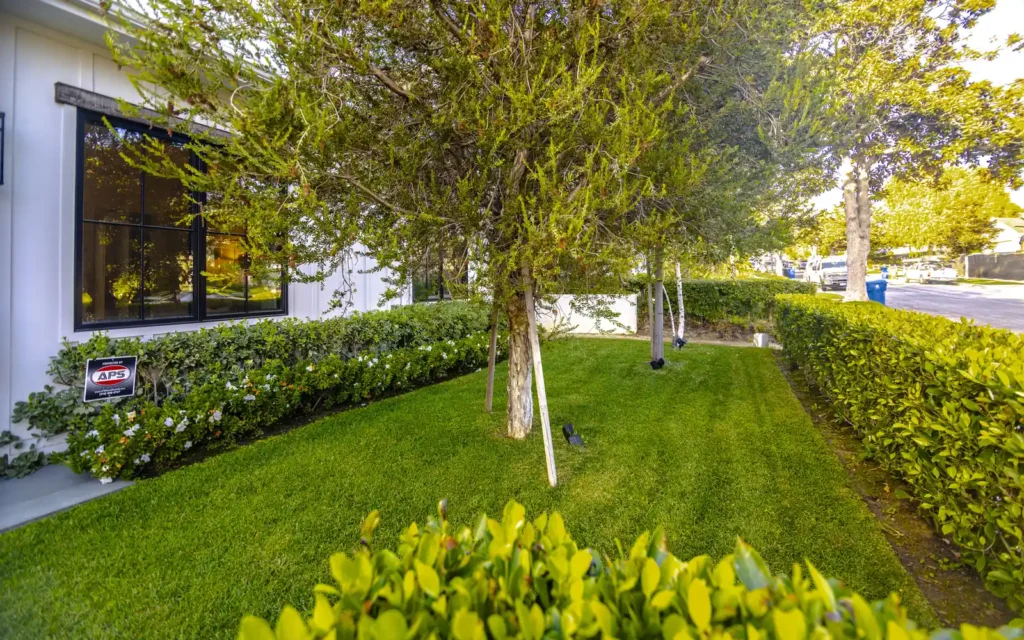 Lush lawn and layered landscaping at a Cheviot Hills home