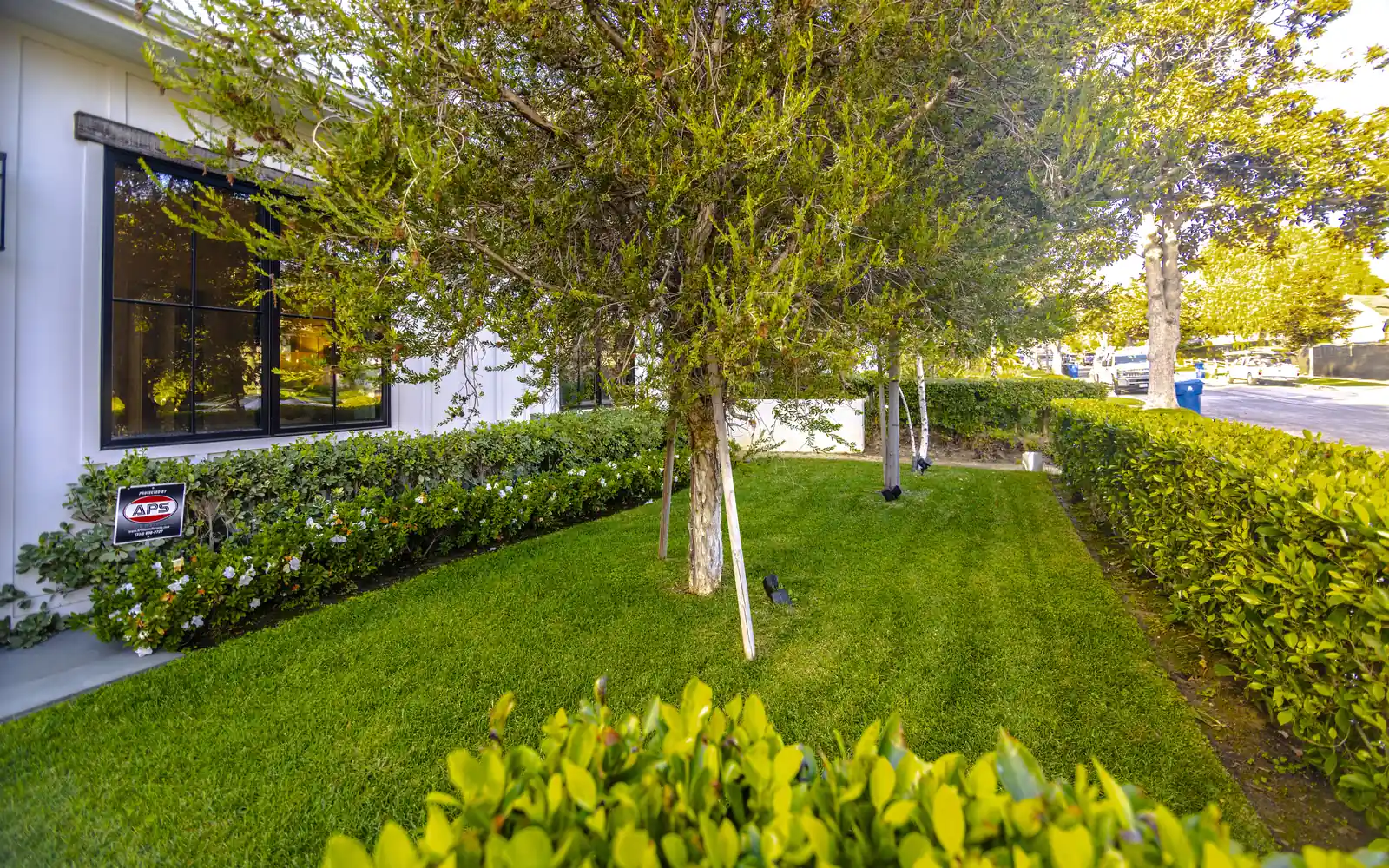 Lush lawn and layered landscaping at a Cheviot Hills home