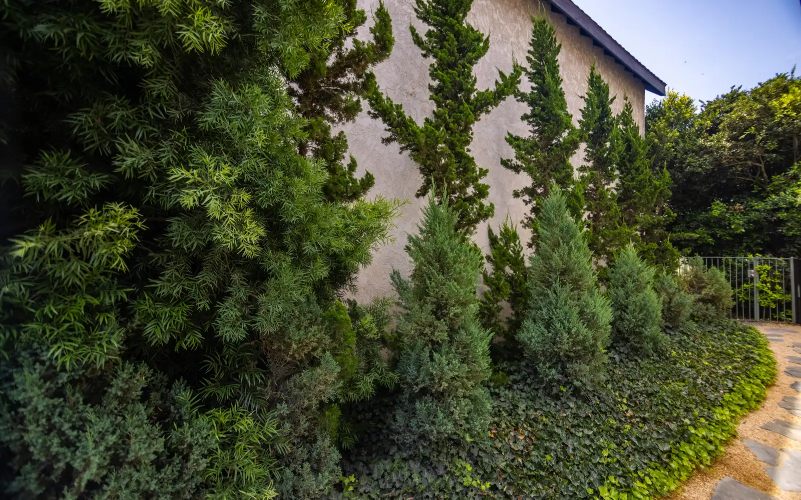 Professionally designed planting with mature cypress in Beverly Glen